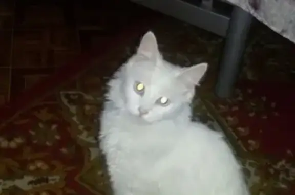 Пропала кошка на ул. Ушакова в Мурманске