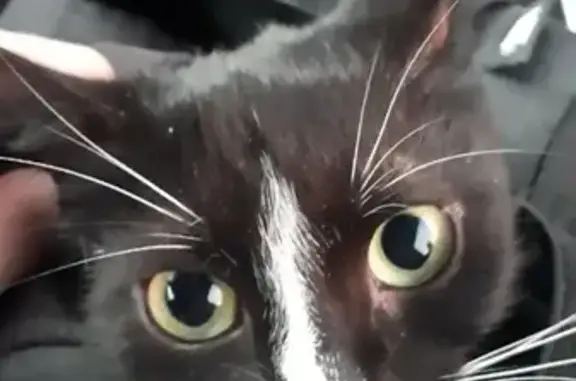 Потерянные животные Смоленск, фото: Пропала кошка в районе Исаковского, гарантированное вознаграждение!