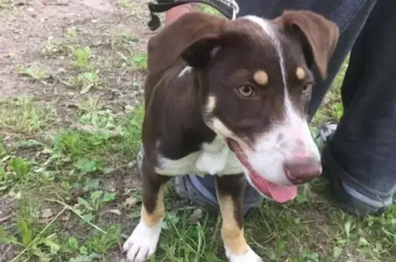 Собака найдена в СНТ 'Внешторговец', звонить по номеру в Хотьково.