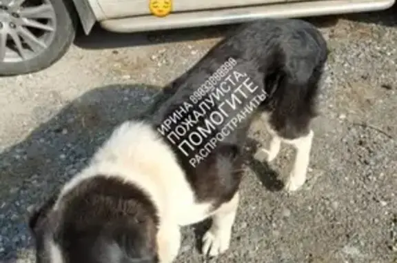Собака найдена в поселке Нагорном, Казань