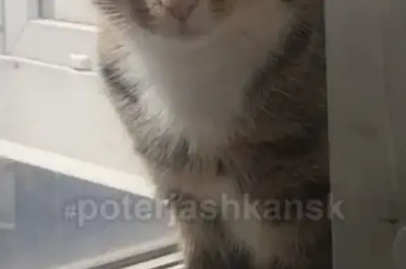 Кошки потеряшки, Новосибирск, фото: Потеряшка кошка возле Одоевского 1/11, ищем Соню