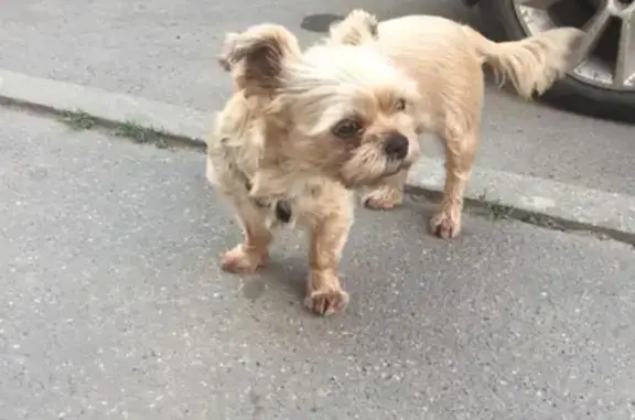 Найдена собака на улице Катюшки, Лобня