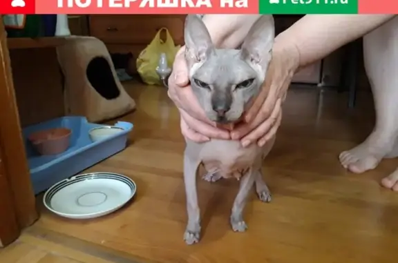 Найдена кошка в Сургуте, нужен новый дом
