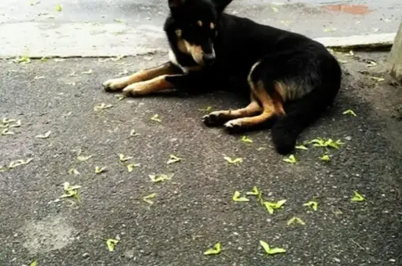 Найдена собака на Северном пр. в СПб