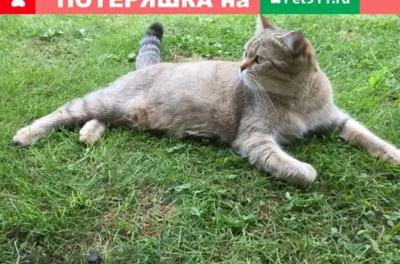 Кошка найдена на дачном массиве Монтажник, Самара