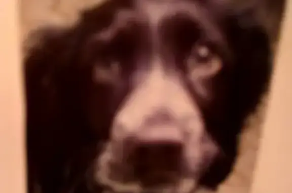 Собаки потеряшки, Нижний Новгород, фото: Потеряшка собака в Нижнем Новгороде, вознаграждение!