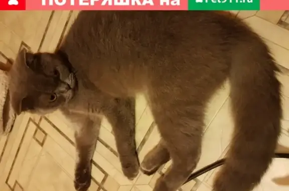 Найден британский кот возле Комсомольской площади, Ростов-на-Дону