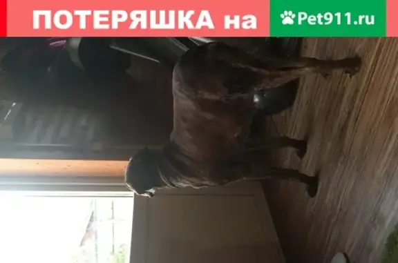 Собака курцхаа найдена в Первомайском, Москва
