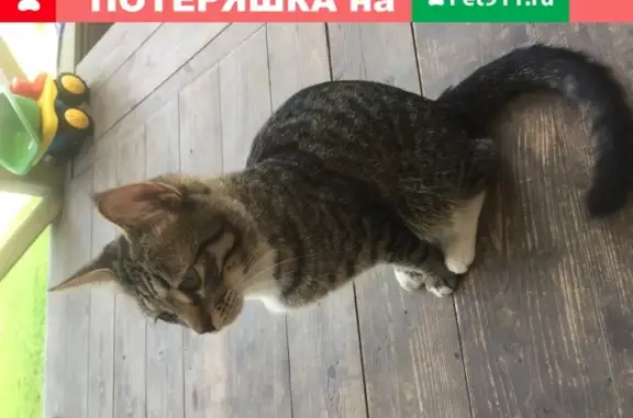 Найден кот на Дачной ул. в Видном