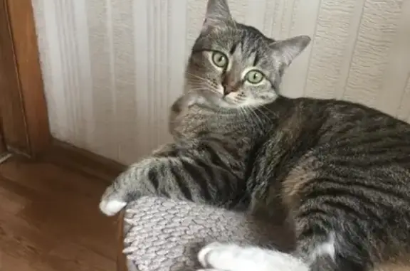 Потерянные животные Москва, фото: Пропала кошка на Солнечногорской улице, 21