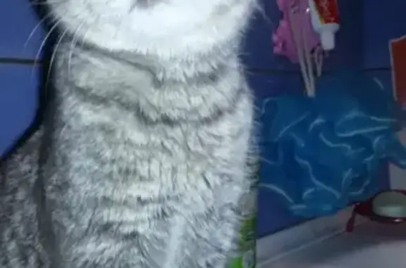Найдена кошка в Пушкино