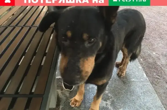 Собака найдена у метро Цветной бульвар, Москва.