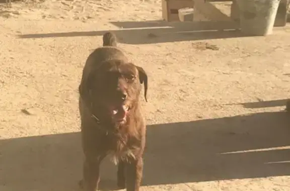 Найдена собака в Чеховском районе, деревня Гришино