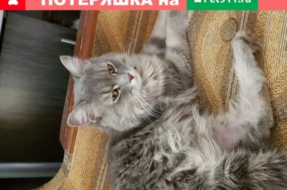 Найдена кошка, Ярославль, фото: Найдена пушистая кошка на ул. Чернопрудной, 10к2 (Сокол)