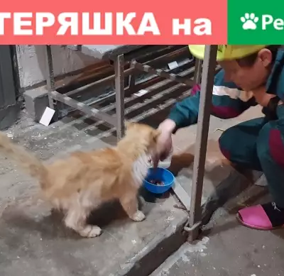 Найдена кошка с рыжими пятнами на Шипиловской, 54к1