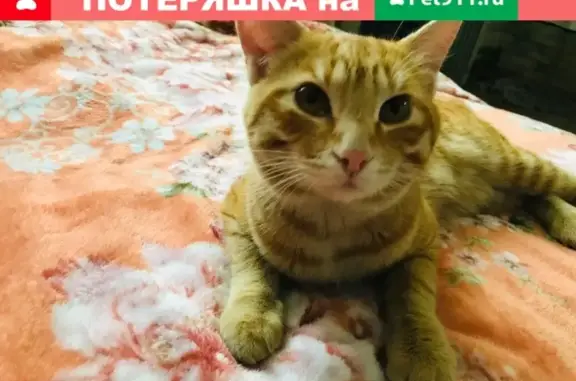 Найден домашний кот у Матвеевского шоссе 12 в Хабаровске