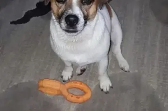 Пропала собака Линда в Щёлково, Московская область