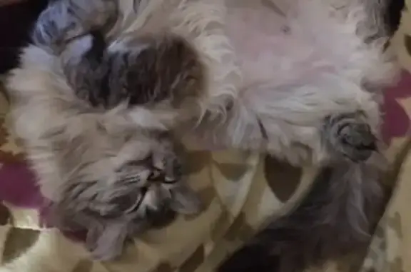 Потерянные животные Ижевск, фото: Пропала кошка в Ижевске