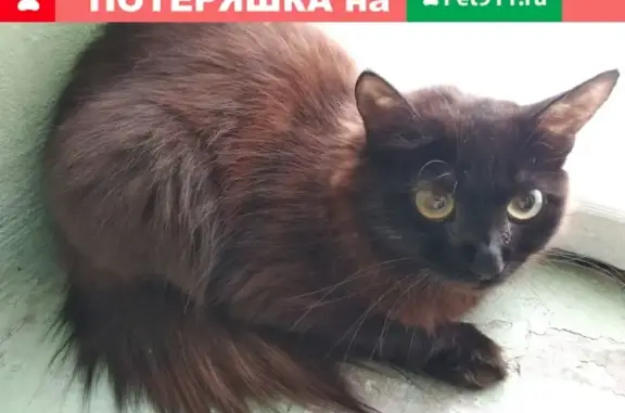 Найдена домашняя кошка на Сухэ-Батора 2*