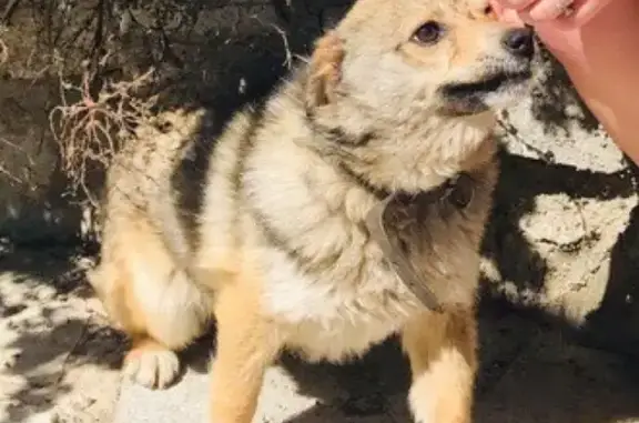 Пропал щенок Пиксель в Бурансах, район магазина Белая юрта