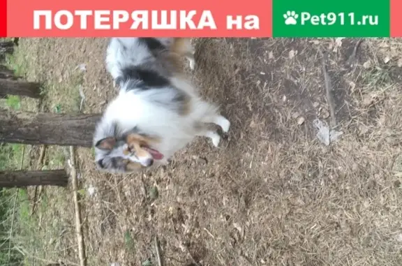 Пропала собака Алекс в лесу 2 микрорайона, Томск.