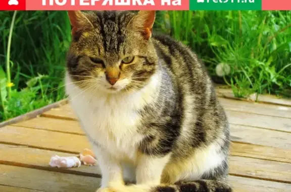 Найден кот в Шевлягино, Раменский район, МО.