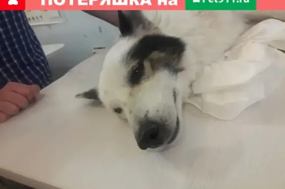 Найдена собака в Красноярске, нужна срочная передержка с мед.уходом
