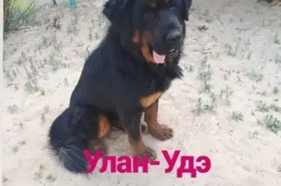 Найдена породистая собака в Улан-Удэ, ищем хозяина!