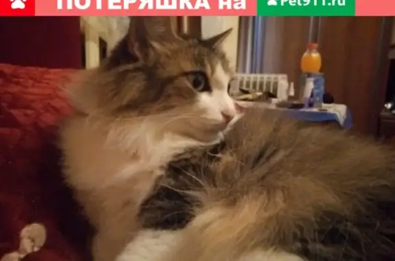 Пропала кошка в Якутске, пер. Солдатова.