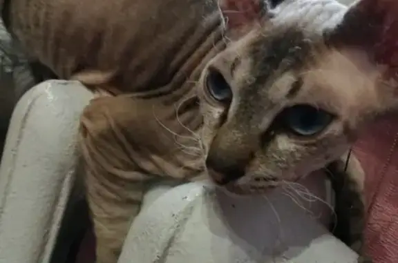 Пропал котенок сфинкса в поселке Александровка