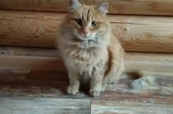 Пропала рыжая кошка в Берёзовке, Красноярский край
