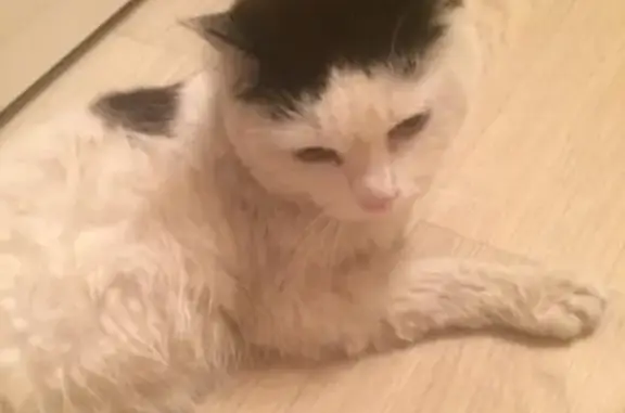 Найдена кошка на улице Воронова 16