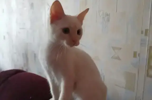 Пропала кошка Персик в Ессентуках, вознаграждение!