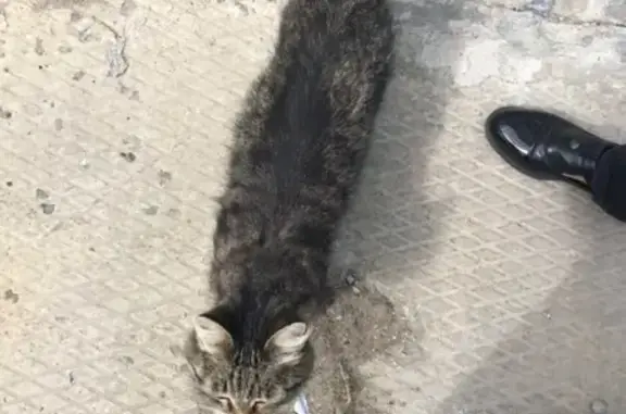 Найдена кошка на Геологической, 2 в Сургуте