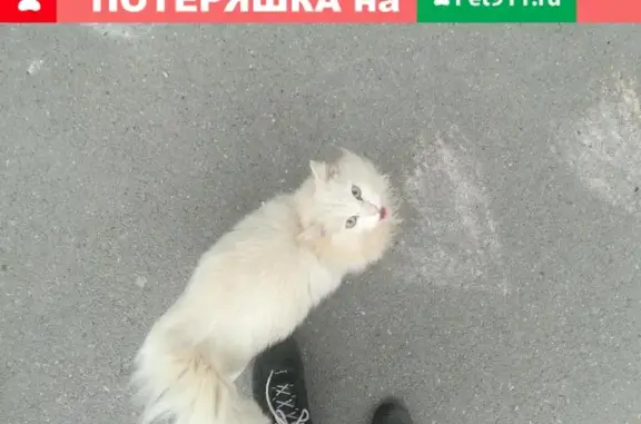 Найдена кошка на ул. Республики 84