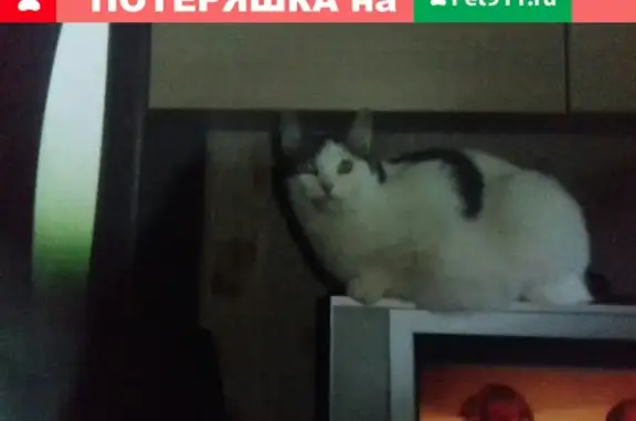 Пропал кот Бакс на Космонавтов 11, Новодвинск
