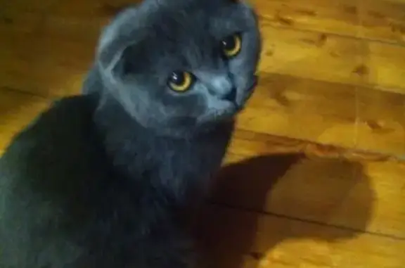 Кошки потеряшки, Курган, фото: Потеряшка кошка в Рябково, звоните!