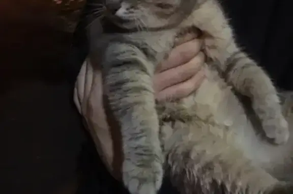 Найдена серая кошка возле магнето в Ново-Переделкино