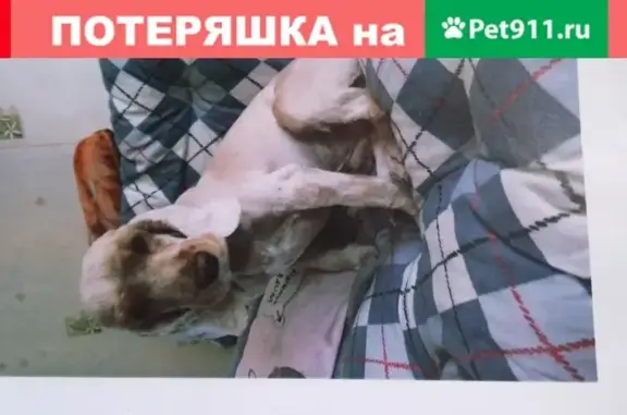 Собаки потеряшки, Гагарский, фото: Потеряшка собака Кася, Английский кокер-спаниель, вознаграждение 10000, Белоярский городской округ.