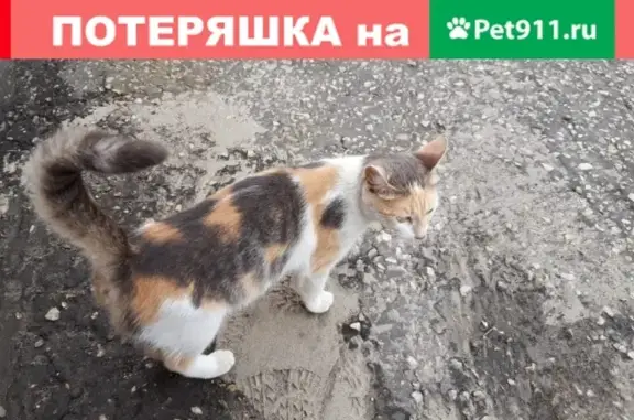 Найдена кошка ищет дом