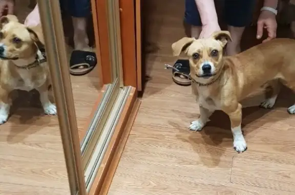 Найдена собака в Новороссийске, ищем хозяина!