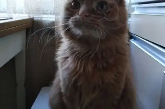 Кошки потеряшки, село Малый Буртас, фото: Потеряшка кот Марсель в районе Буртас, Пензенская область #Зоосердце_ZS #Я_потерялся_ZS