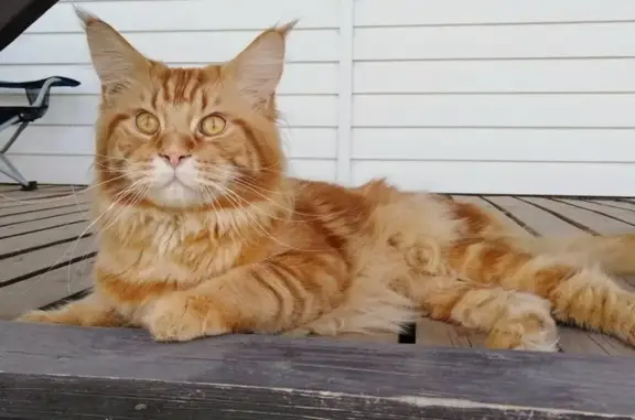 Кошки потеряшки, Колтушское, фото: Потеряшка кошка Тигруша - ЛО, Всеволожский район, ДНП Рыжики