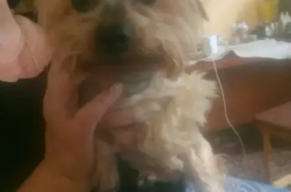 Найдена собака в Шатуре: мини Йорк с поврежденным ушком