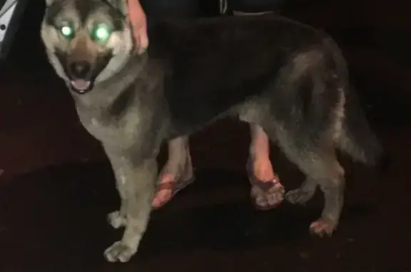 Найдена собака на бульваре Рокоссовского
