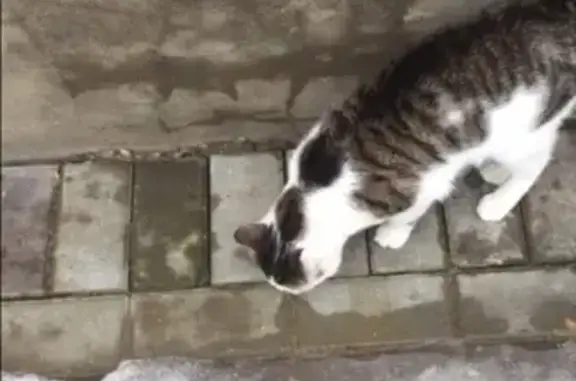 Пропала кошка в Наро-Фоминске, Колхозная 24