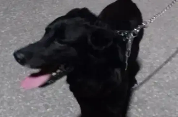 Найден домашний пес на ул. Ленинского Комсомола
