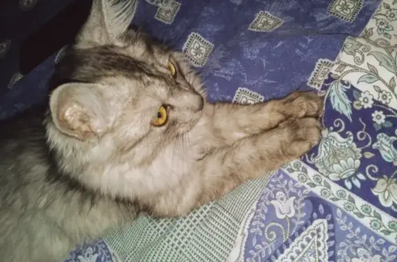 Потеряшка: найдена кошка в Магнитогорске