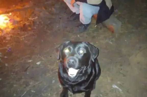 Пропала собака Сэм в Лузе, Кировская область