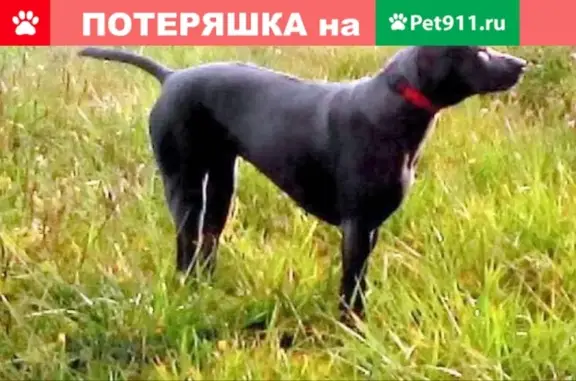 Пропала собака в Следово, Московская обл.